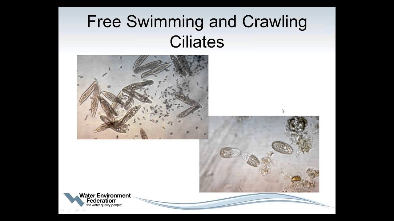 Webcast of the Month: Process Control for Activated Sludge