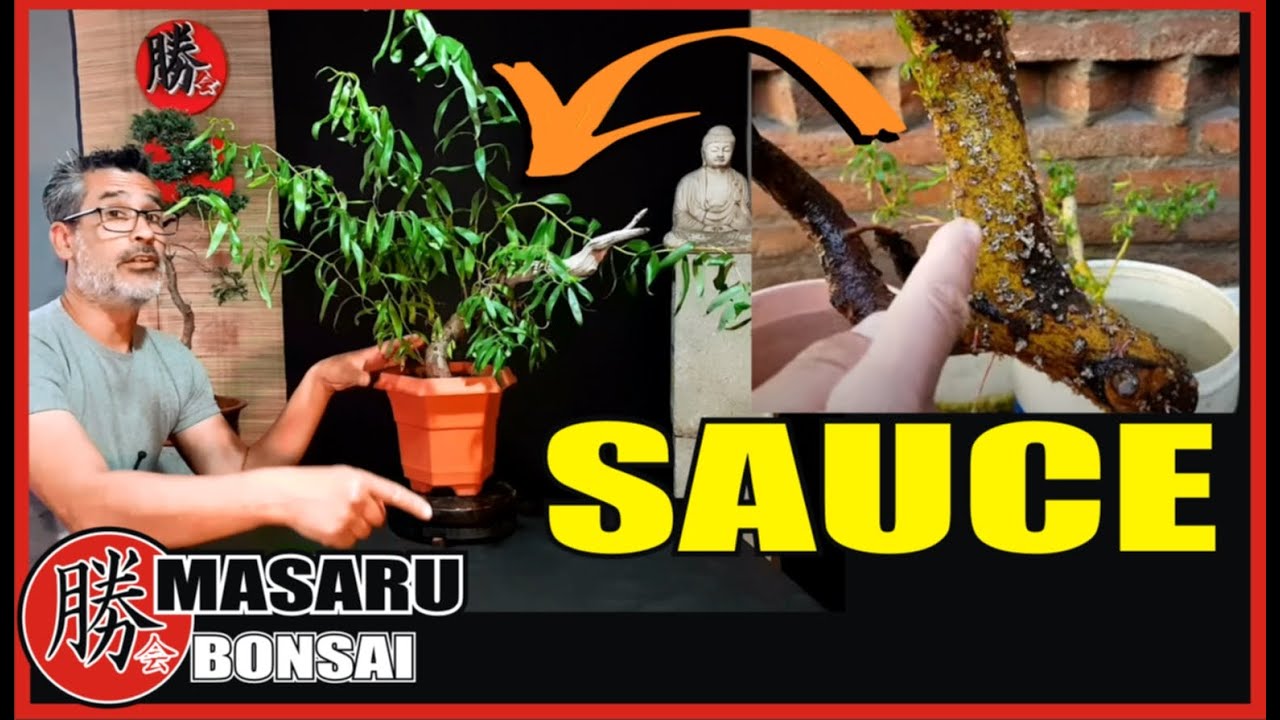 COMO HACER UN BONSAI DE SAUCE ESTILO LLORÓN PARTIENDO DE UNA ESTACA SUPER FÁCIL