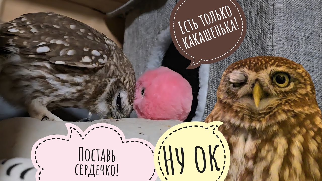 Ору сычом под обзор красивых цветочков. Хорошо быть блогером!?