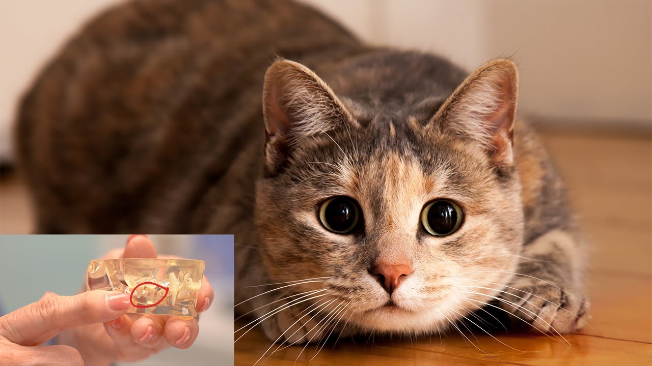 Does my senior cat really need dental care?