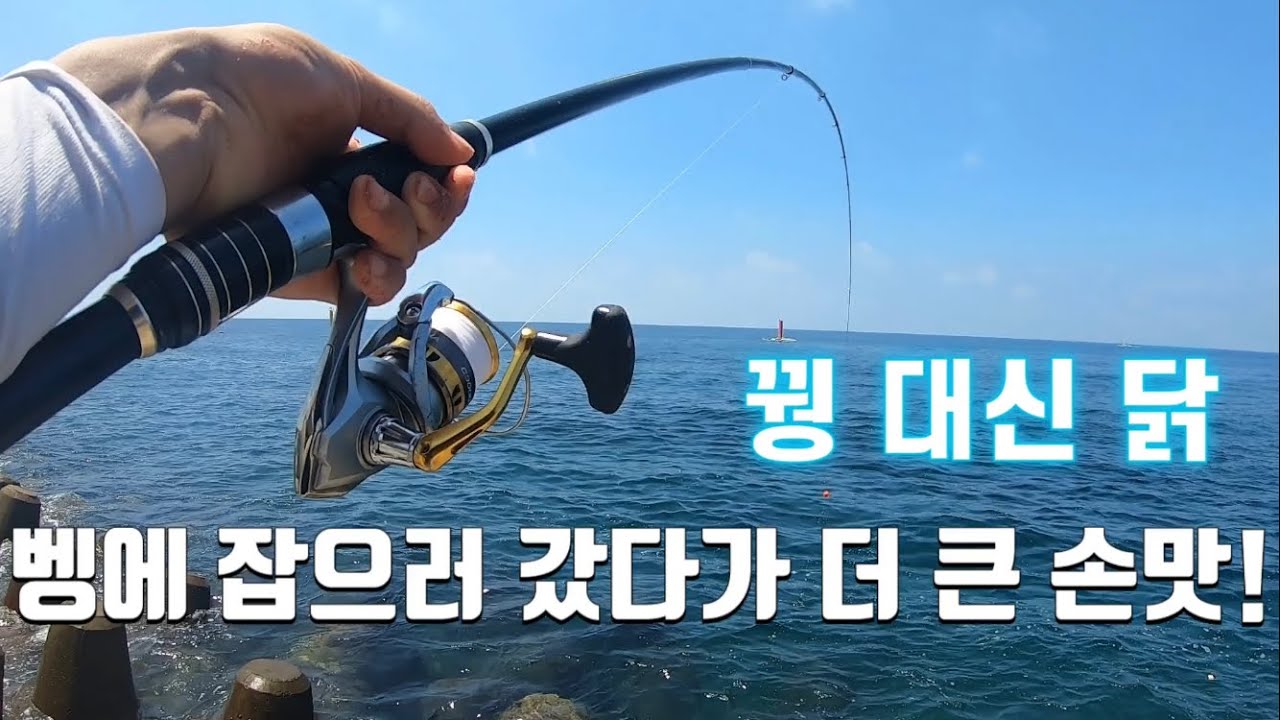 벵에돔 낚시중 손맛 좋은 손님 고기들로 손맛 실컷 본다~
