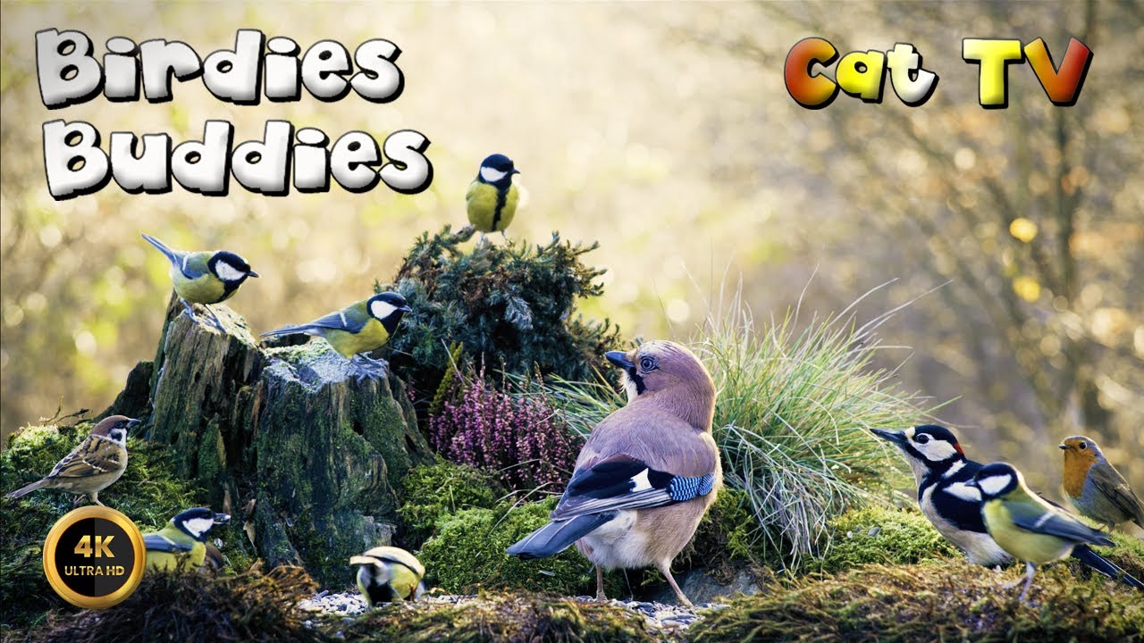 Cat TV for cats to watch 🐈 -  FOREST BIRDIES 🦜🌿 (4K)