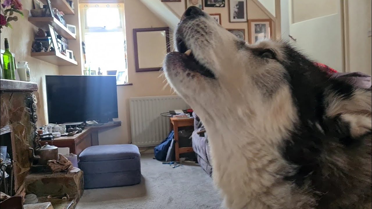 Husky tries to take on The Biscuit Lady! Will he Win or Lose?
