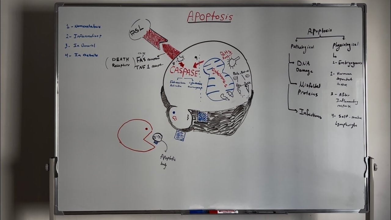 Apoptosis شرح من الصفر | General Pathology