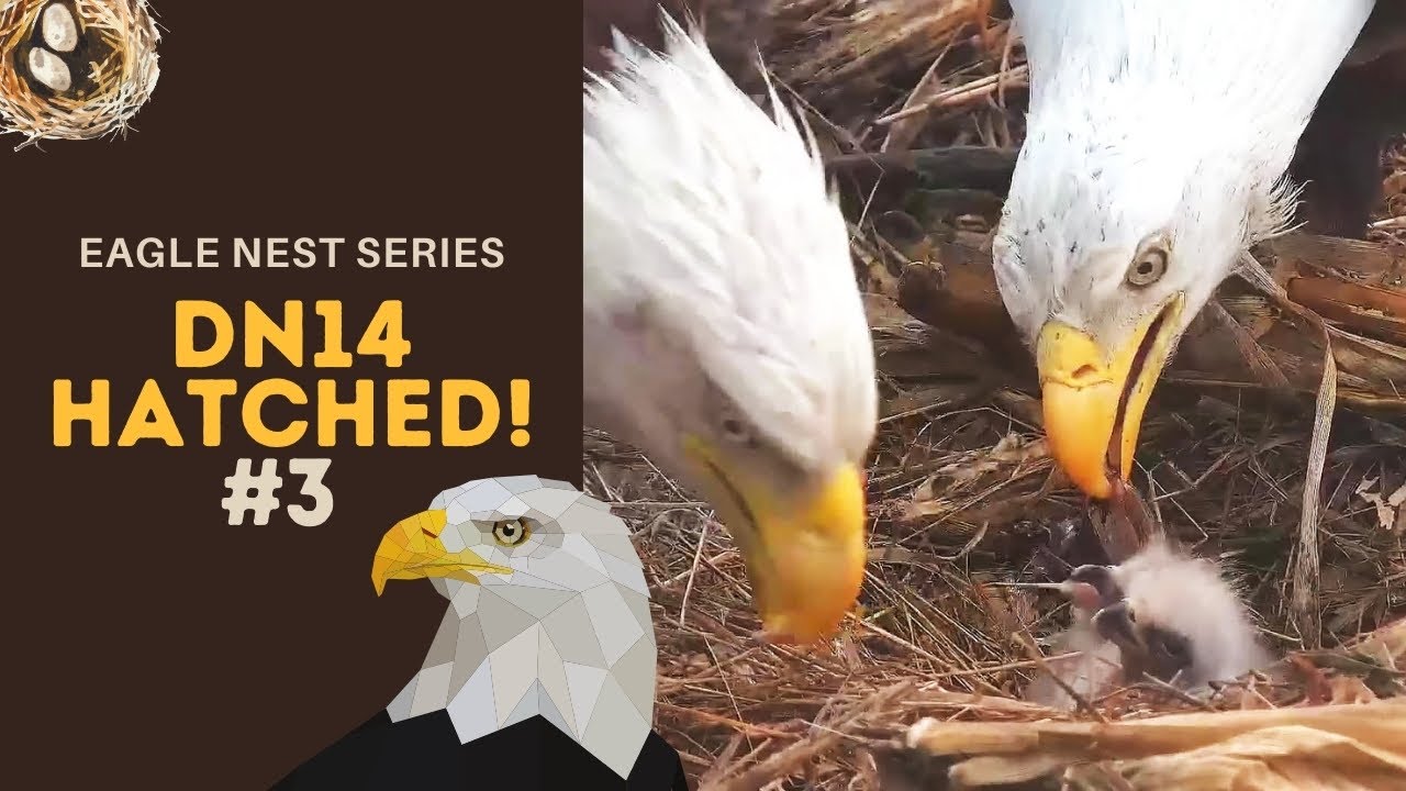Eagle Nest Series #3 | DN14 has hatched! Beautiful feedings & cuteness overload ~ 3-27-2021