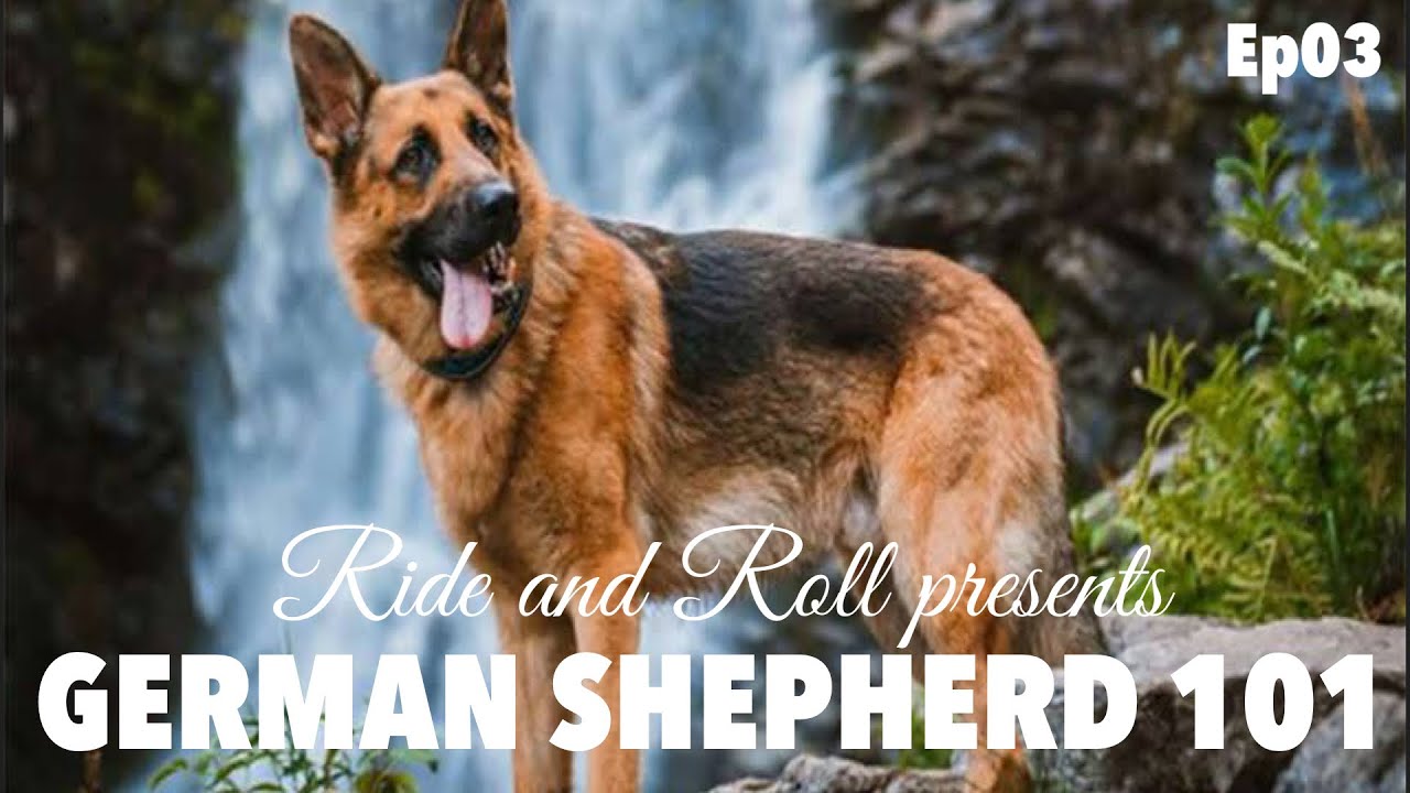 German Shepherd 101 | Ride and Roll Presents