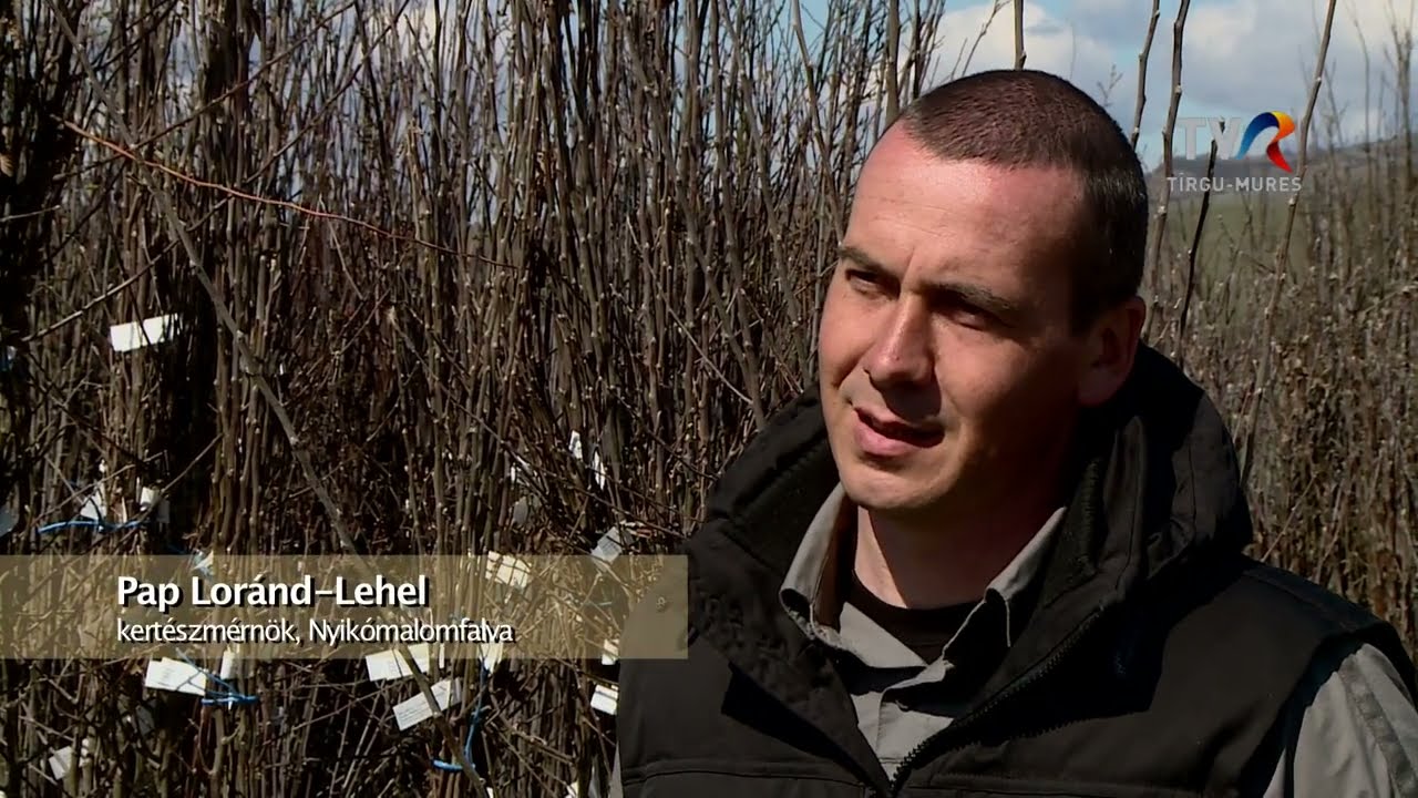 A nyikómalomfalvi faiskola. Virágkertészet Sepsiszentgyörgy mellett.