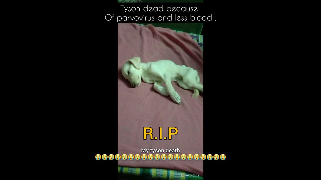 my tyson death after parvovirus and less blood cells and hemoglobin also less....critical..😭😭😭