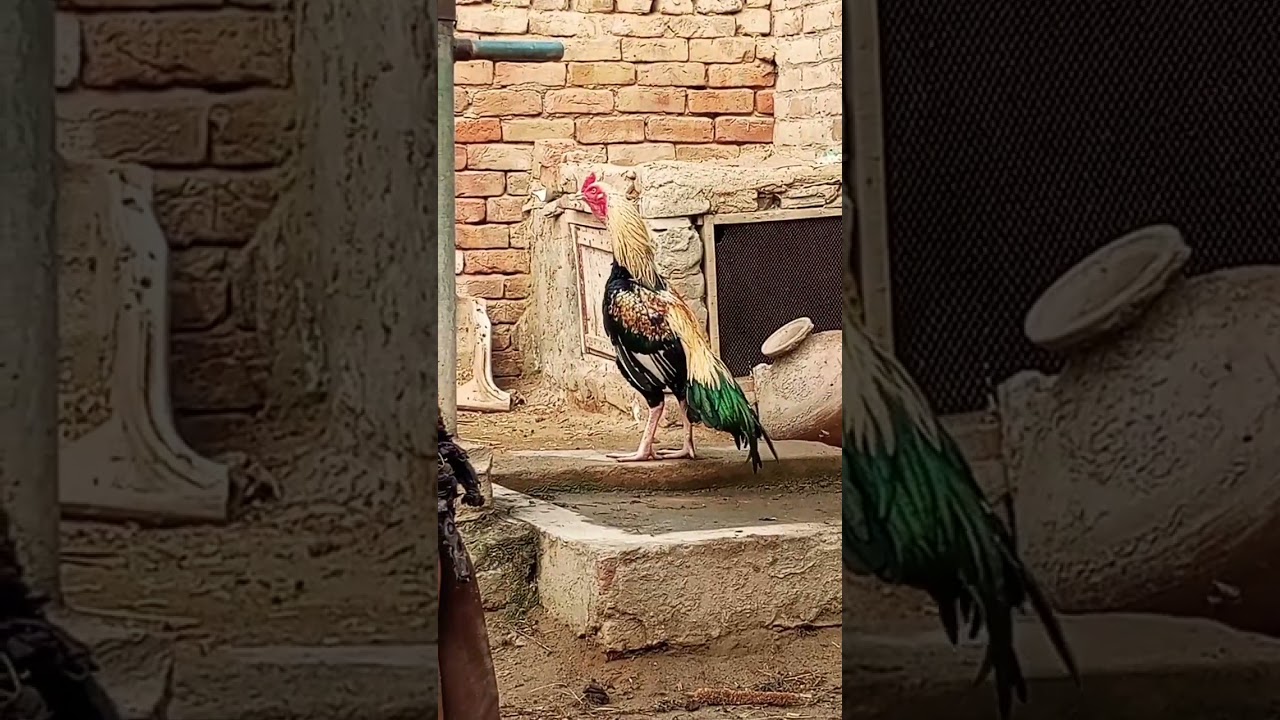 Aseel Murga Ki Awaaz Compilation Asil Rooster Crowing Sound Effect By Top One Pets TV #sohailmalik