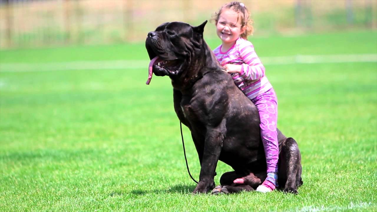 Cane Corso Zeder Sangue Magnifica with kid