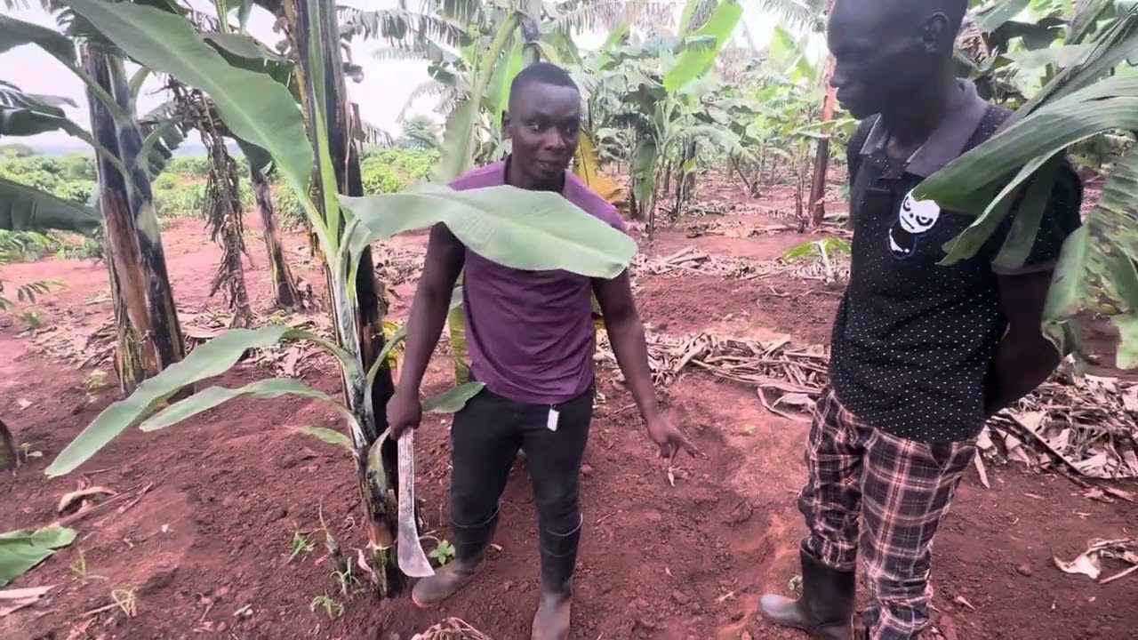 STILL AT OUR CLIENT’S FARM IN MASINDI, IN THE SECTION OF BANANA PLANTS @ 0753482025 or 0783195949