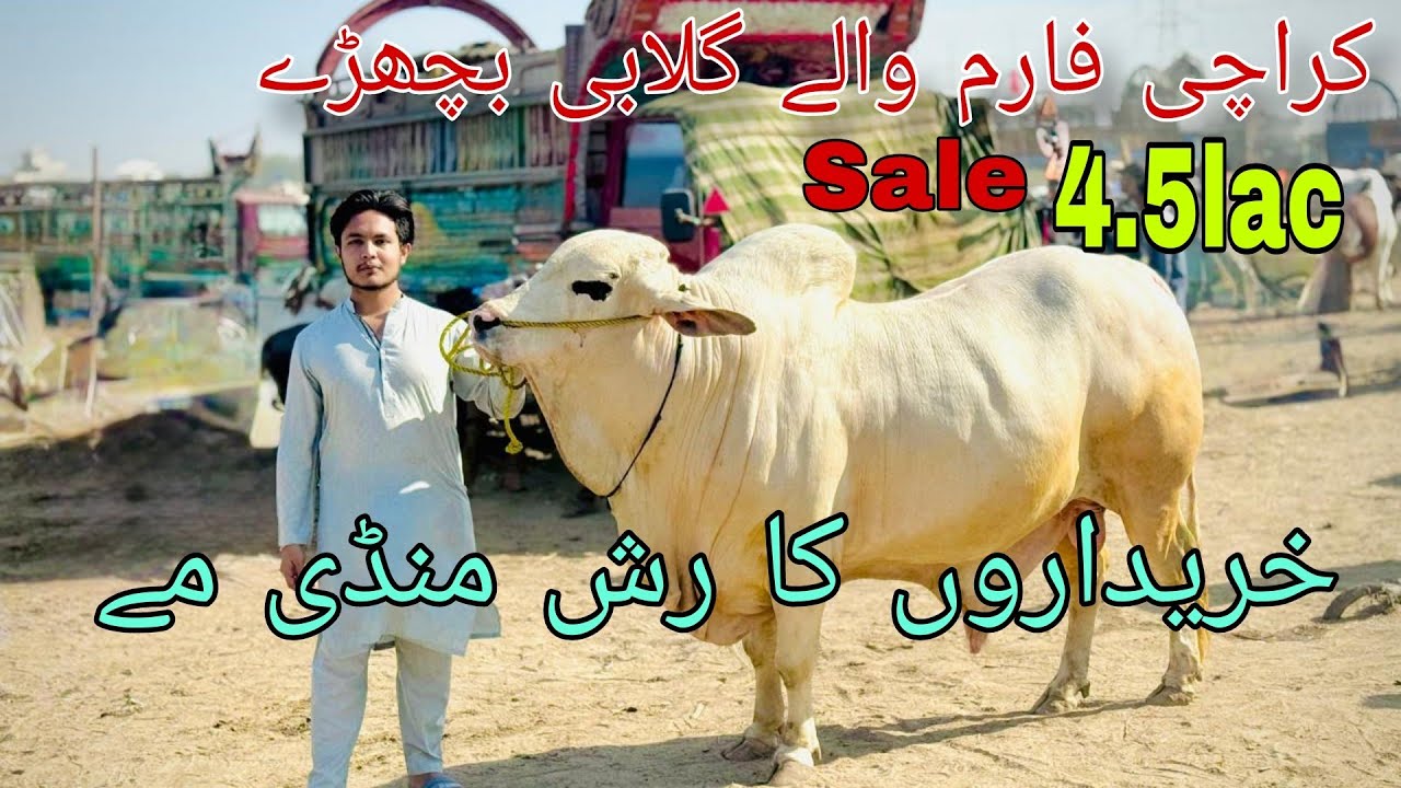 Karachi Farm wale Bachrey | 4.5lac sale sale sale..!!! | Hyderabad Bypass Mandi Update