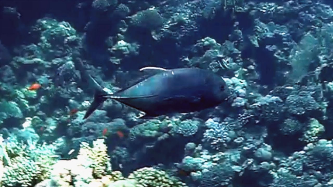 Giant trevally (Caranx ignobilis) on the cleaning place, Гигантский каранкс на месте очистки