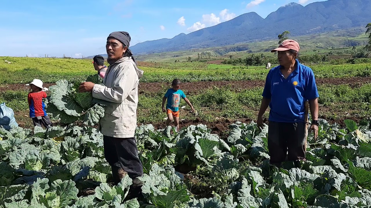 Organic Cabbage P10/kilo?