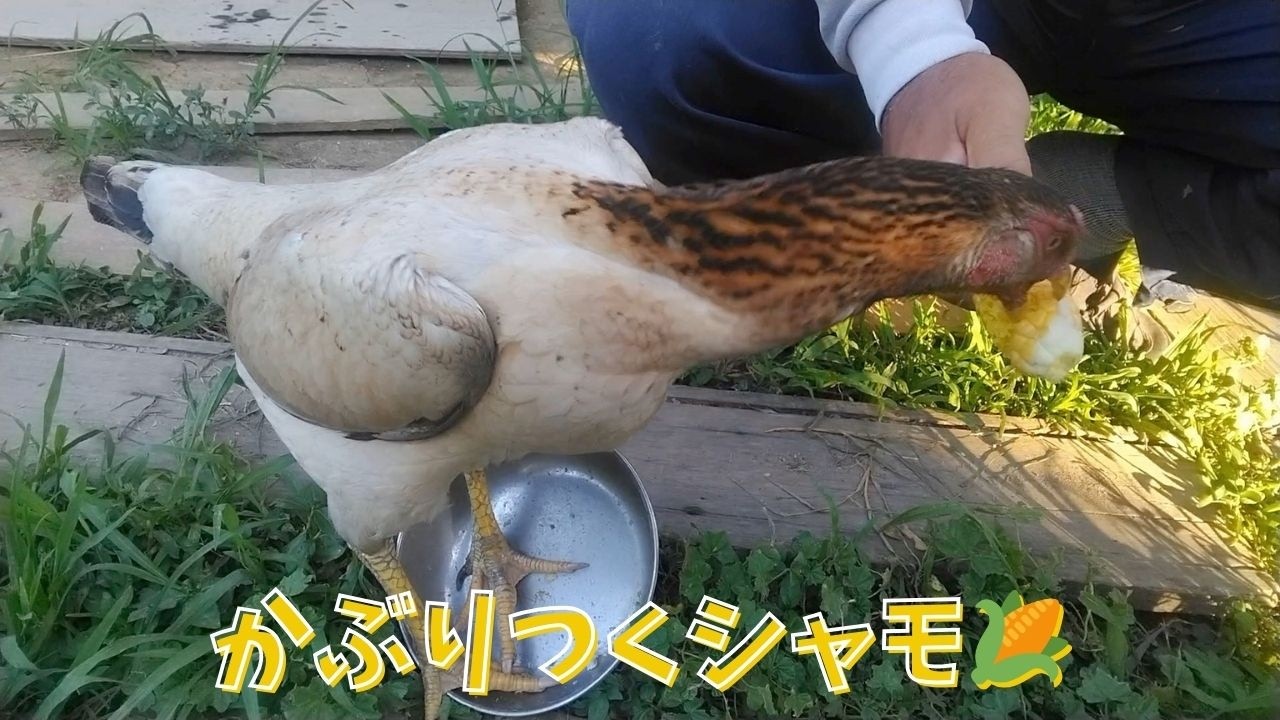 かぶりつくシャモ