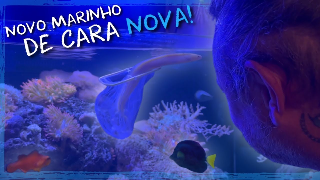 DEIXANDO O NOVO AQUÁRIO MARINHO COM A CARA DA CASA DOS BICHOS!