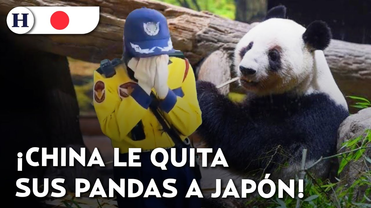 ¡Les dan el adiós entre lágrimas! Japón se despide de sus pandas tras tensión diplomática con China