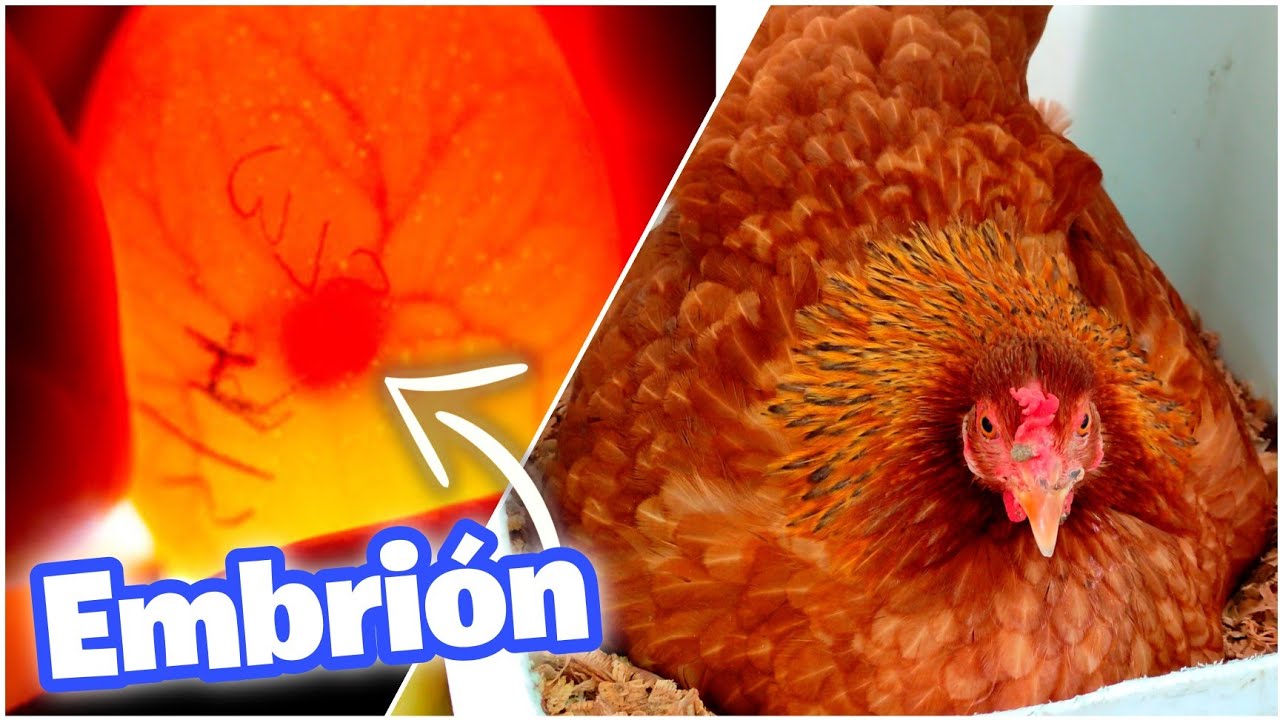 TE ENSEÑO A VER EMBRIONES CON UNA LINTERNA 🥚 Viendo EMBRIONES de Huevos de Gallina - OVOSCOPIA