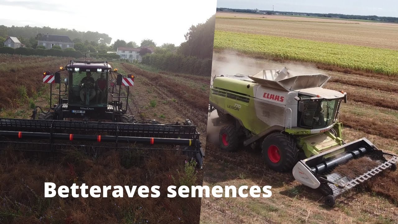 🇨🇵Fauchage + récolte des betteraves semences🍠 | ETA Landais et SARL Aumand