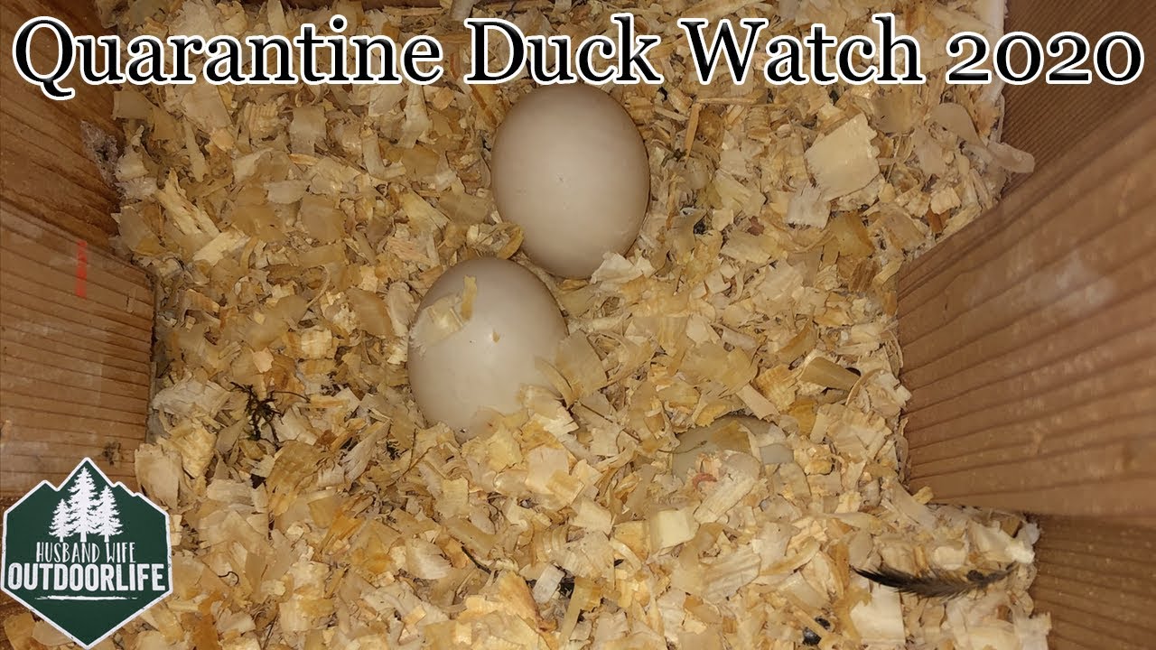 Quarantine Duck Watch 2020 - Wood Duck Nesting Box Success!