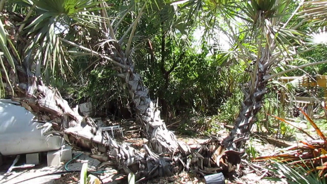 African Branching Palms! Hyphaene natalensis, the Doum Palm