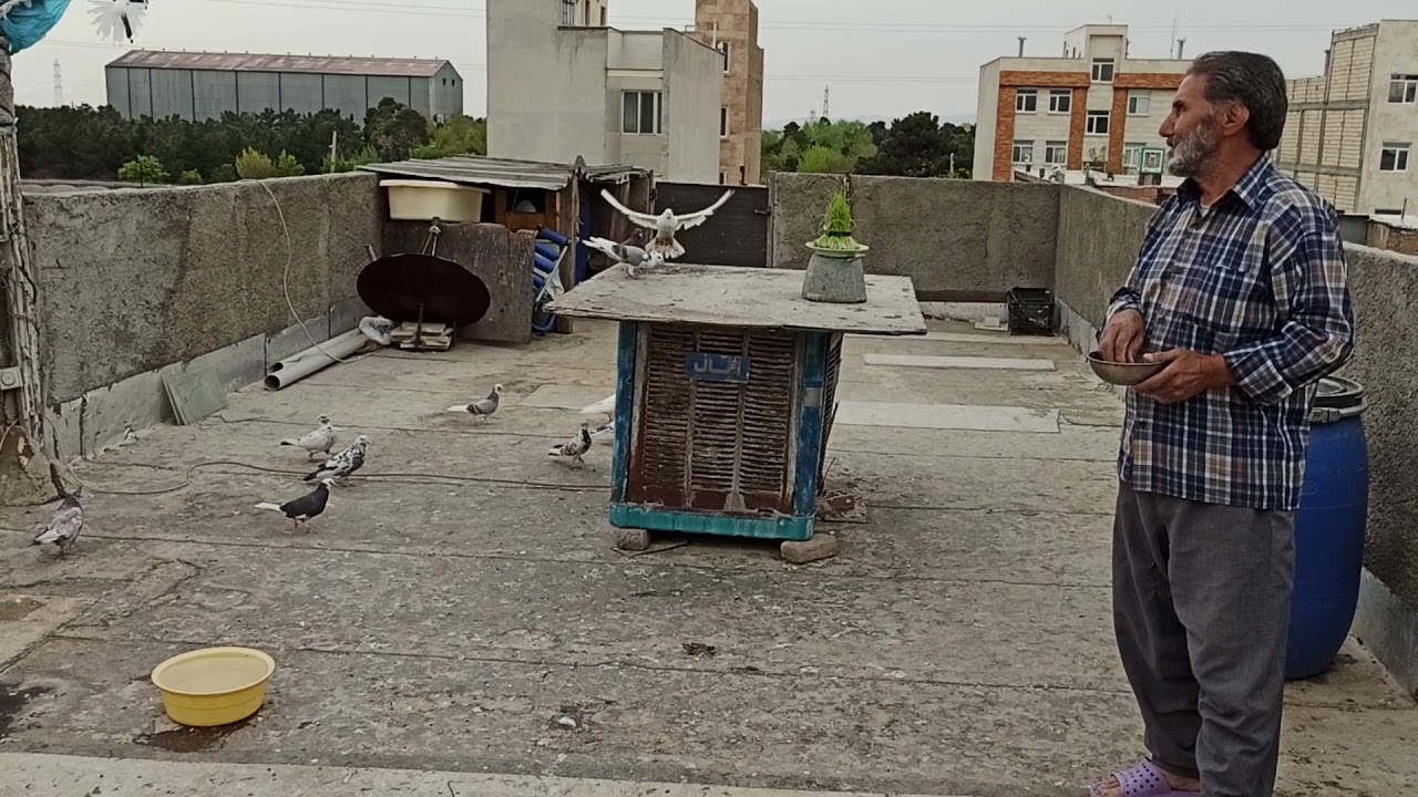 کبوترهای پرشی عمو ولی چوبینی