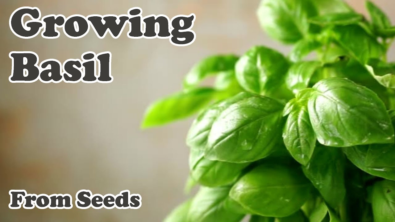 Growing Basil from Seeds is Easier Than You Might Think! - Self Sufficient Me #3