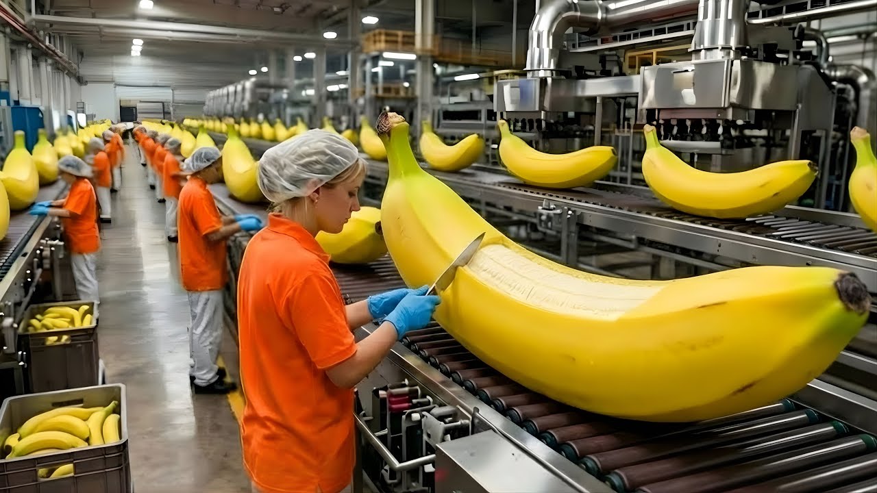 How They Harvest Bananas for Dried Snacks & Cakes: Inside a Banana Factory (Full Process)