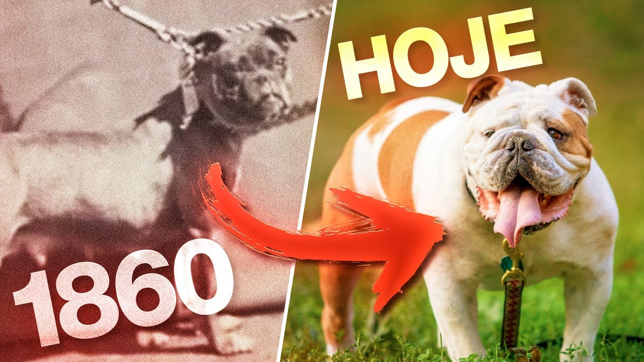 Como Nós CRIAMOS Raças de Cachorros