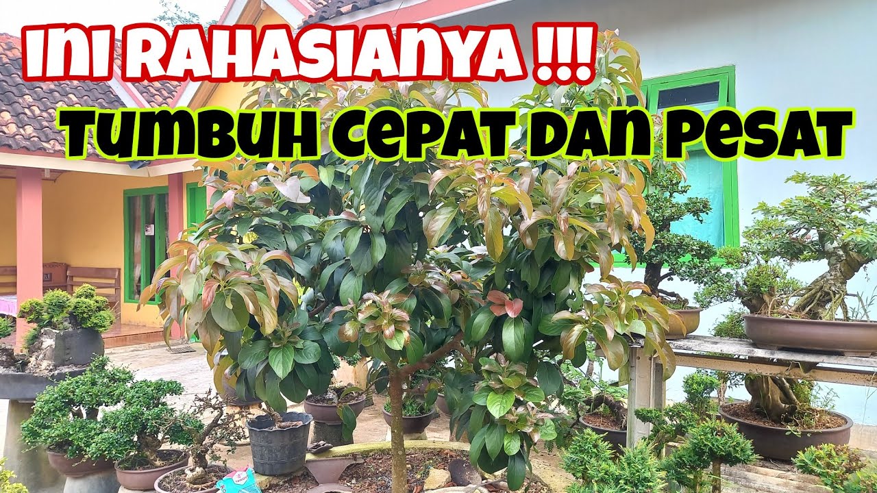 Membuat Alpukat Cepat Besar dan Berbuah