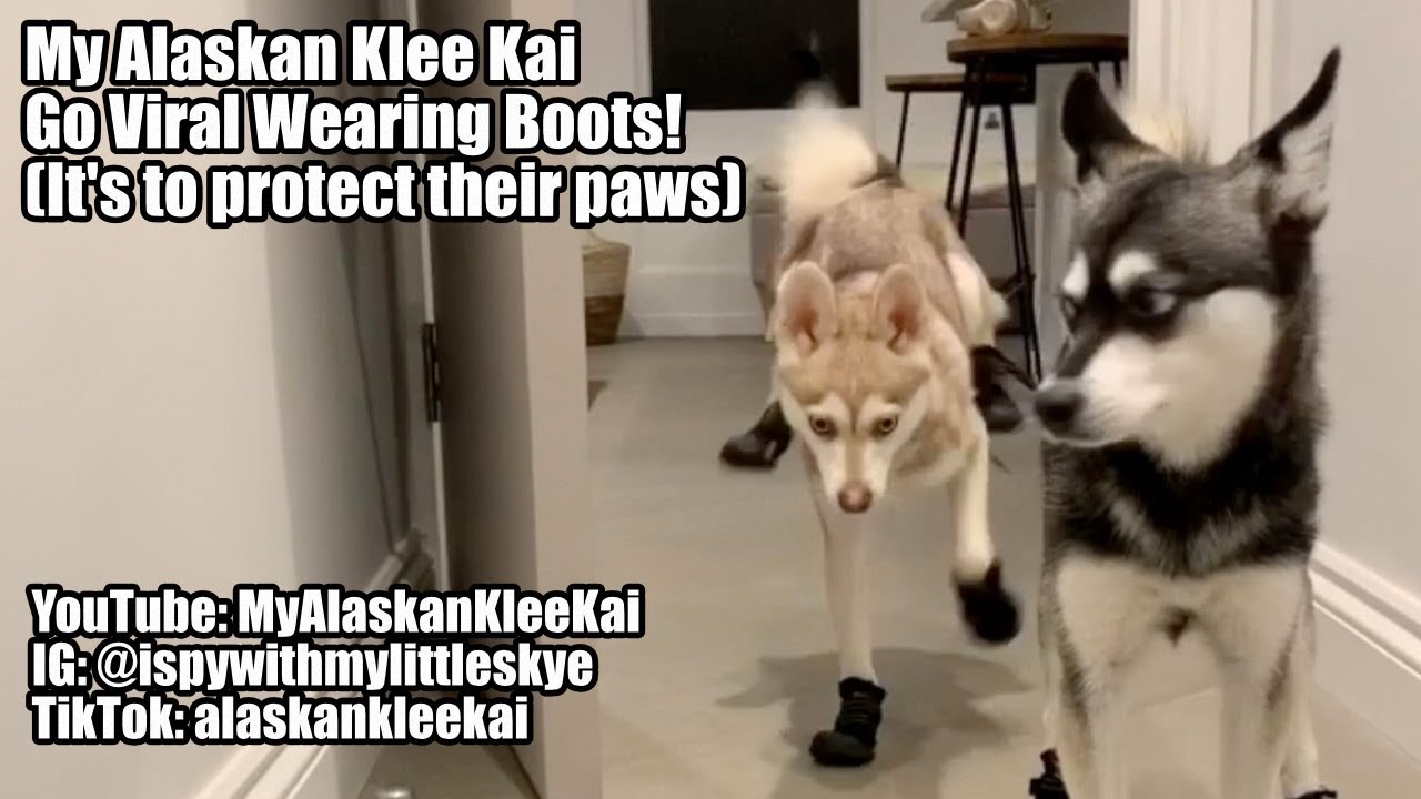 Alaskan Klee Kai: Mini Huskies go viral wearing boots