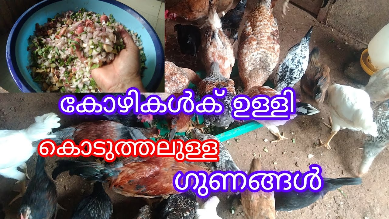 കോഴികൾക് രോഗ പ്രധിരോധ ശേഷി വർധിക്കാൻ ഇത് കൊടുത്താൽ മതി 👍👍