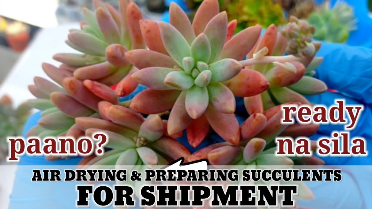 Air-drying and preparing Succulents for shipment • Paano ang tamang gawin? 다육식물 | 多肉植物 | Suculentas