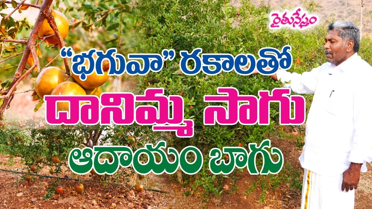 సహజ పద్ధతిలో దానిమ్మ సాగు - అధిక లాభాలతో వ్యవసాయం బాగు || Natural Farmer Venkat Reddy Success Story