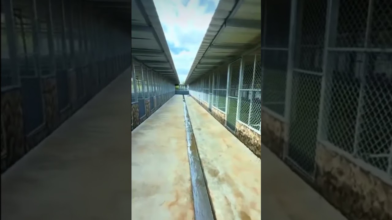 Nouvelle porcherie #piggery #pig #porc #elevage #astuces #formation #viral #tuto #afrique