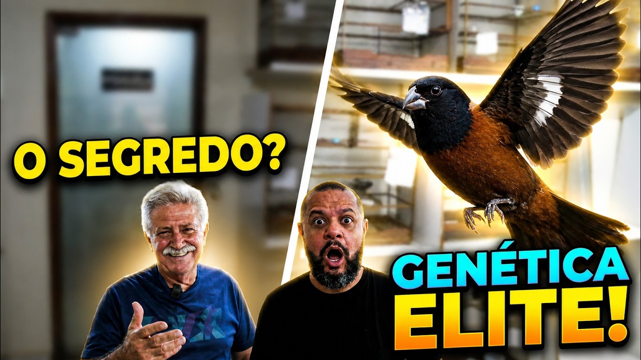 Criatório do GARUZi Abre As PORTAS: GENÉTICA De PONTA As MELHORES Linhagens De Curió! 3º Parte