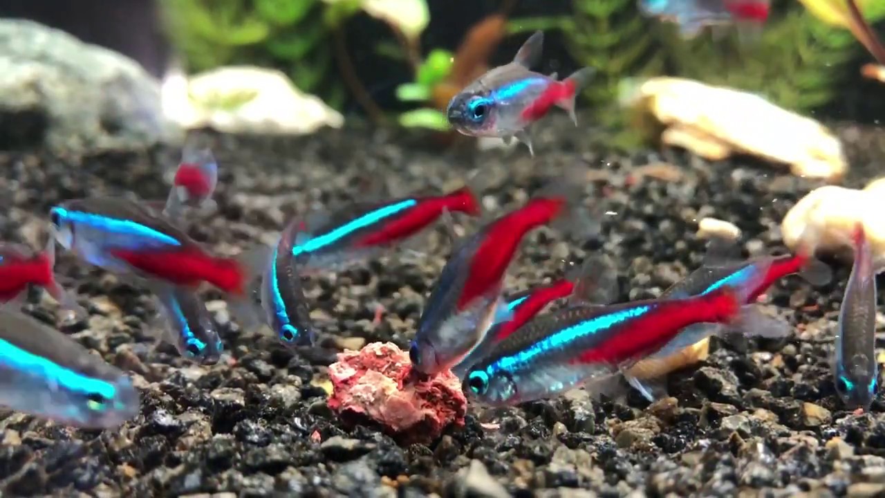 Neonky 1