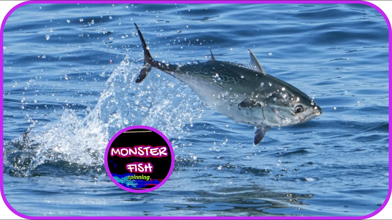 BRUTAL ATAQUE !!  DIA DE BACORETAS#fishing #pesca #lure