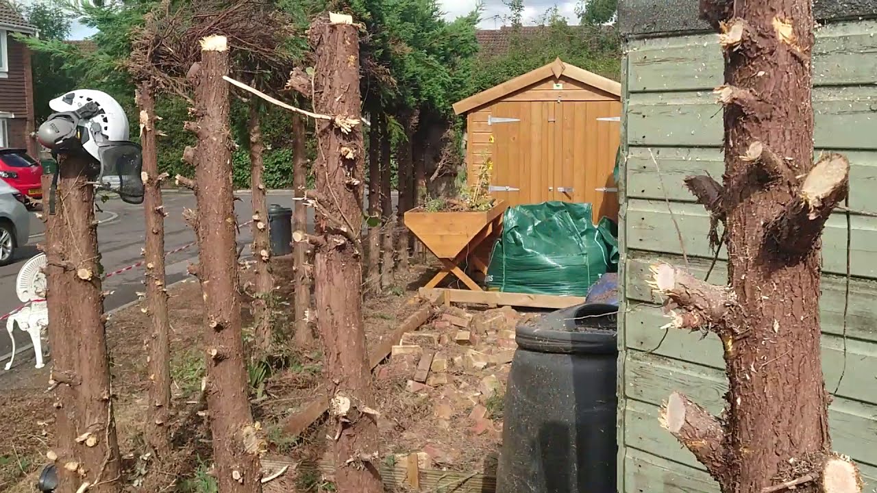 Hedge Removal Using a Stihl Chainsaw: Replacing With a New Fence #shorts