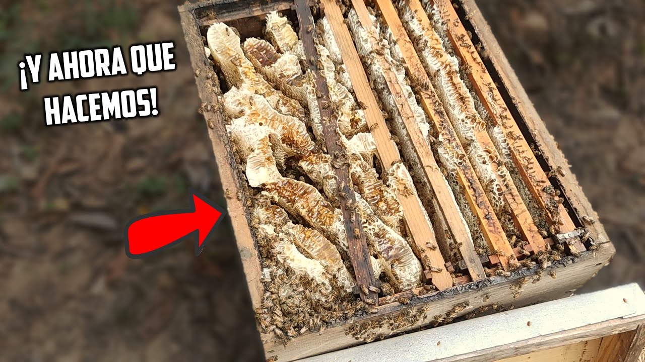 Vean como Está Esta Colmena, ayudamos a un Pequeño Apicultor🐝