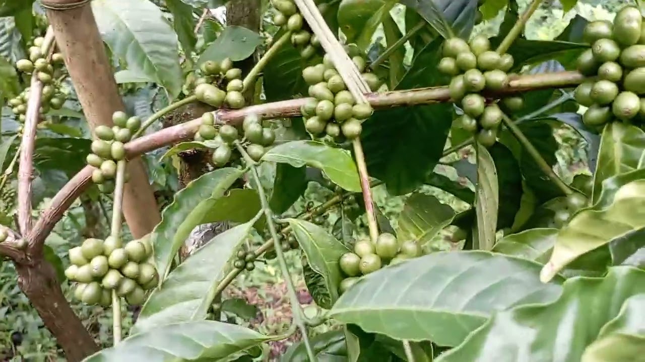 penampahan buah klon hikmah 13.03.26.