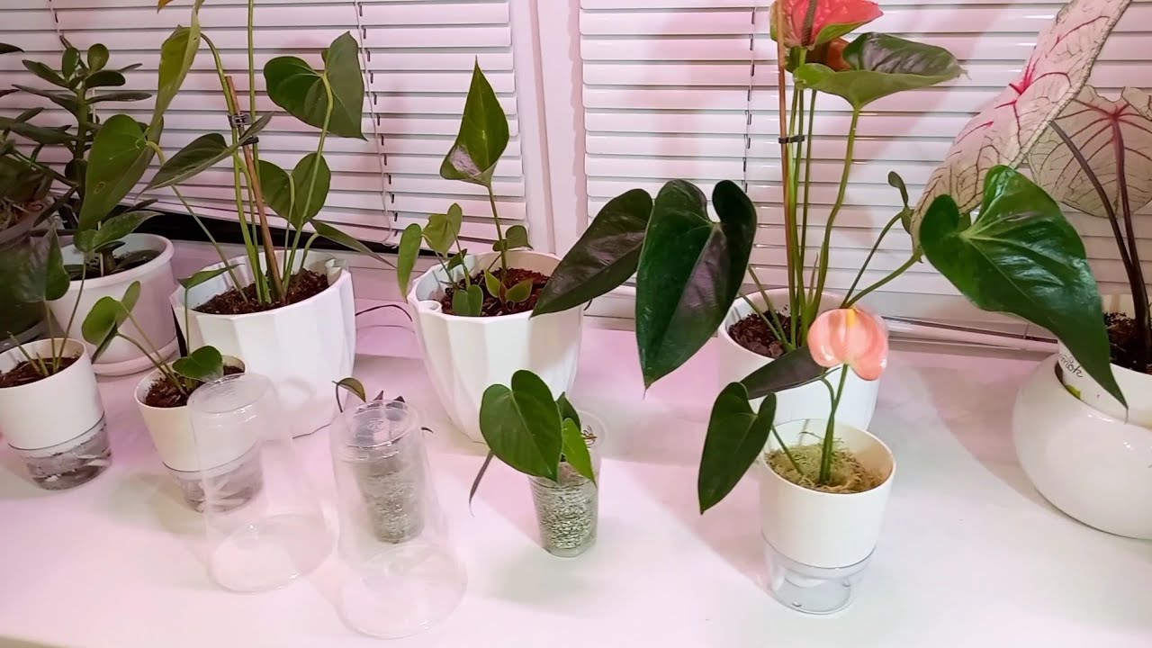 Мои новенькие антуриумы 🌱🌸