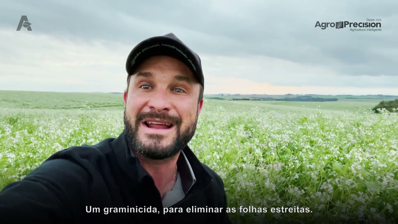 Como manejar o nabo em pré plantio de trigo