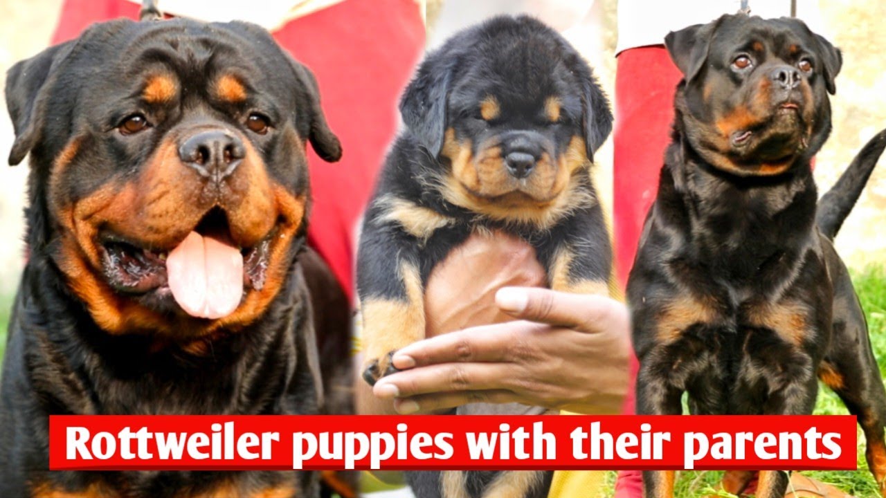 Top quality Rottweiler puppies playing with their parents || Rottweiler dog kennel