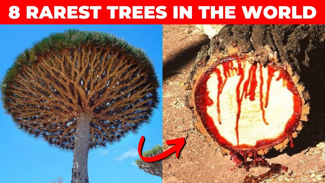 8 Rarest Trees in the  World