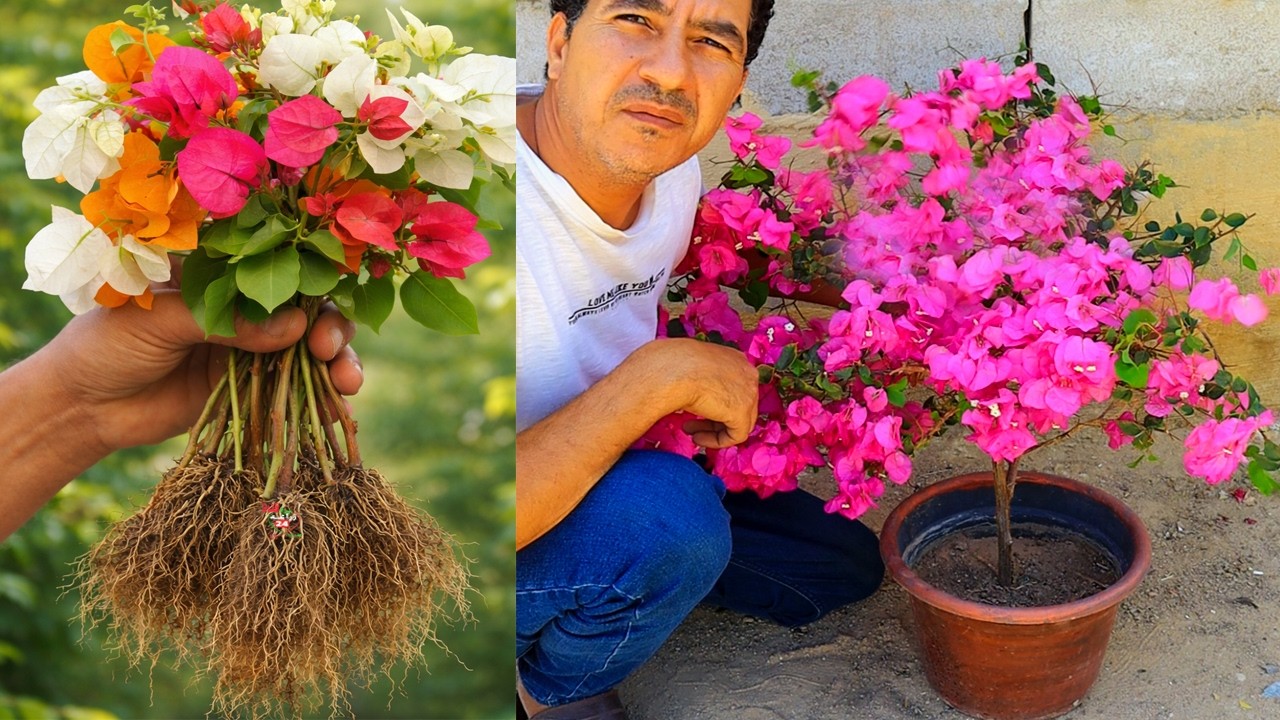 كل عام فى هذا الوقت اقوم باكثار المئات من اشجار الجهنمية بنفس طرق المشاتل المحترفة