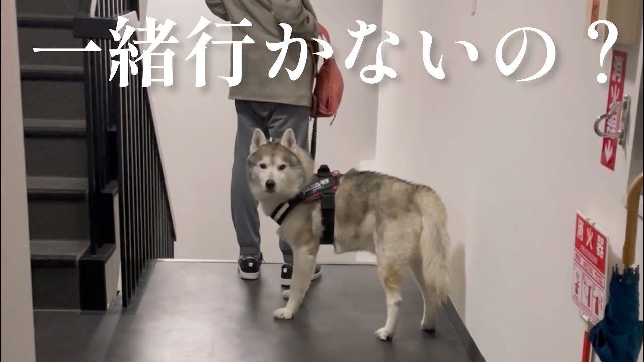「みんなで一緒にお散歩行こ！」と目で訴えかけるシベリアンハスキー