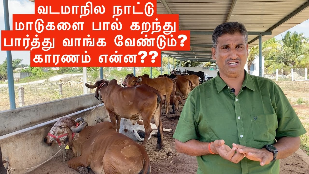 Kankrej Tharparkar Gir Rathi Sahiwal and Red Sindhi milking cows sales in Tamilnadu | Rudhra Farms