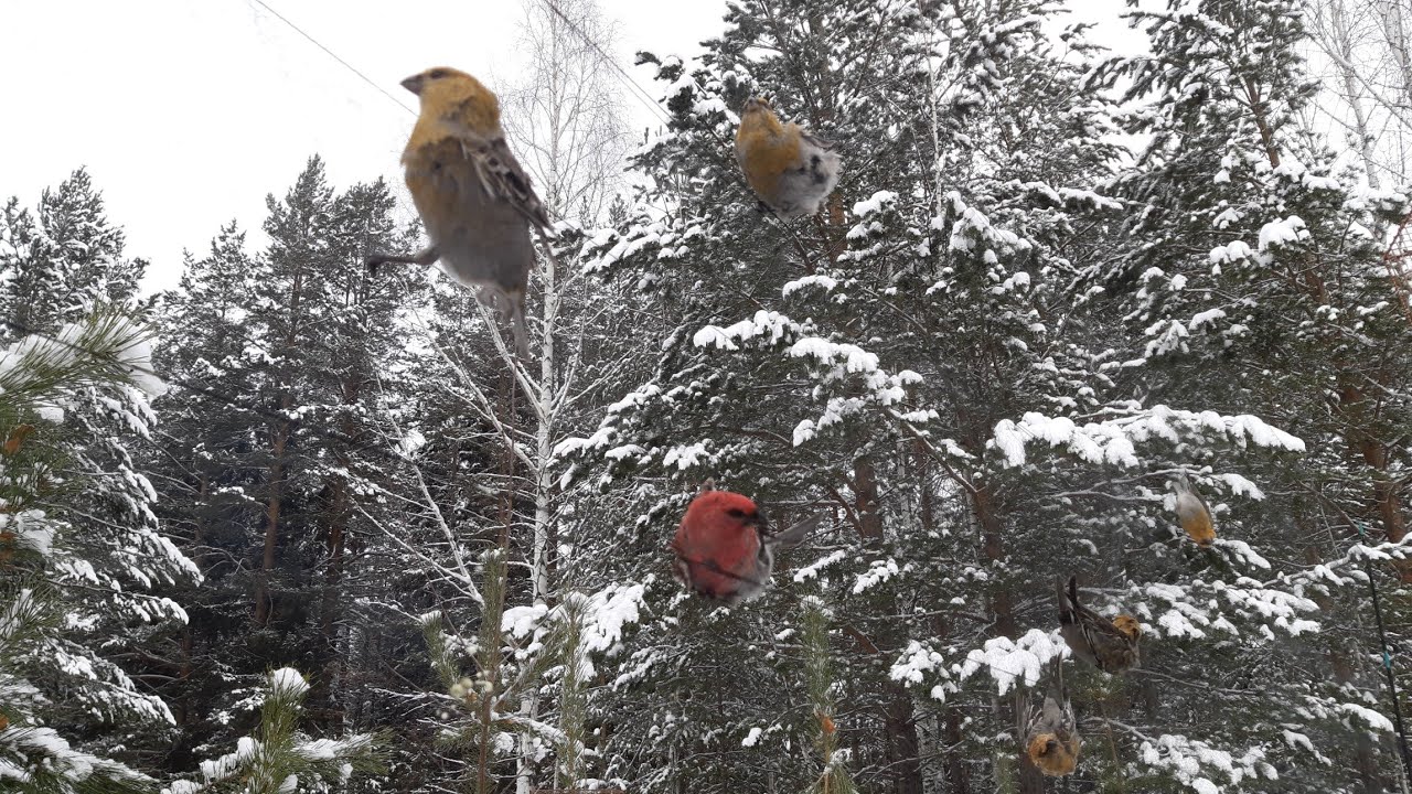 Ловля птиц (щуры,серый снегирь)