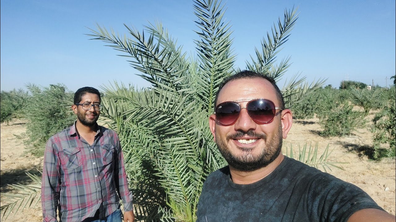 مناقشة هامه جدا حول زراعة النخيل في المنيا